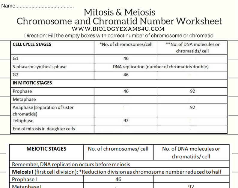 mitosis-practice-worksheet-quizlet-worksheets