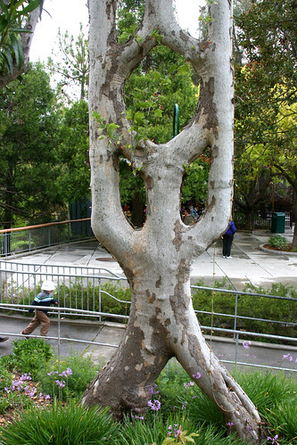 hoop tree