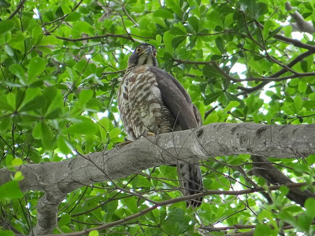 鳳頭蒼鷹/無限台南