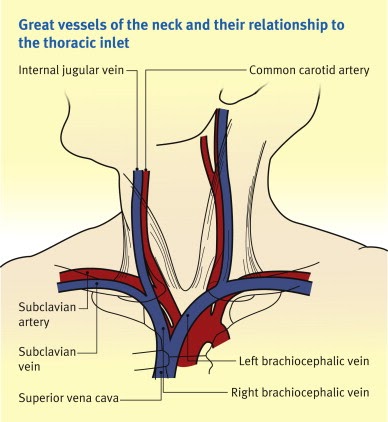 Veins And Arteries In Neck / Overview Of The Head And Neck Region