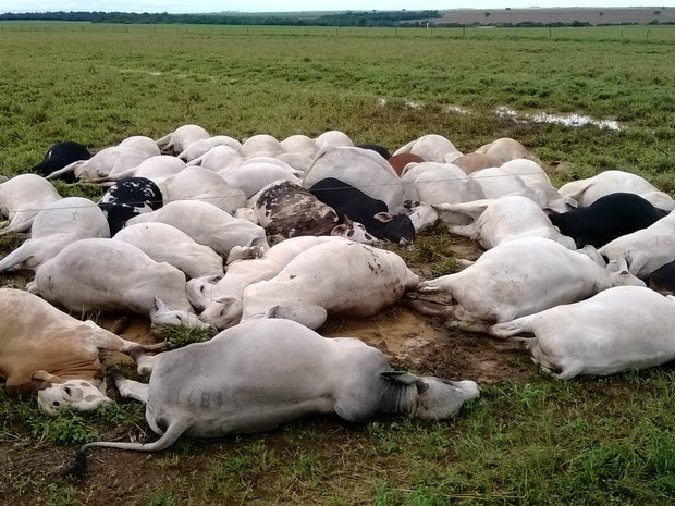 Animais são mortos por raio em fazenda de Pedro Afonso (TO). (Foto: Divulgação/João Damasceno de Sá Filho)