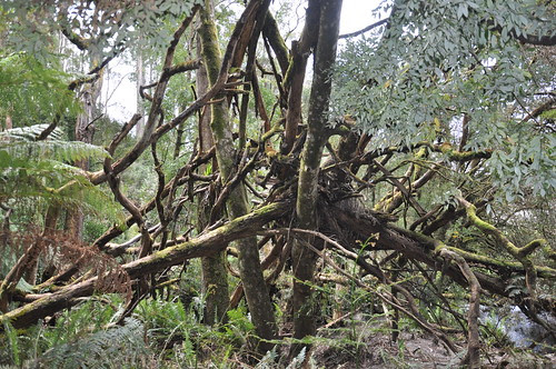 101113 - Wilderness walk (22)