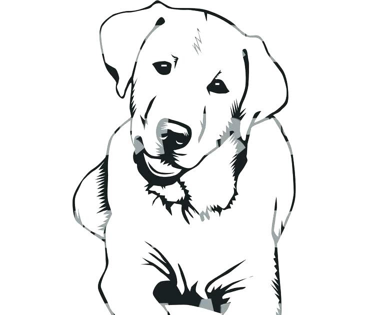 black-lab-coloring-page-images-and-photos-finder