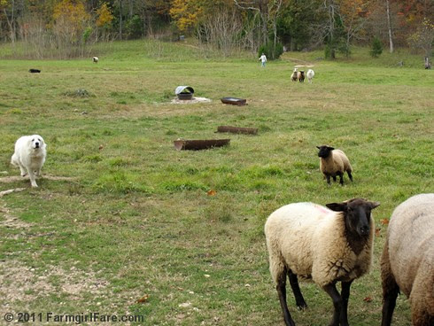 Bringing in the flock for sheep working Sunday 5 - FarmgirlFare.com