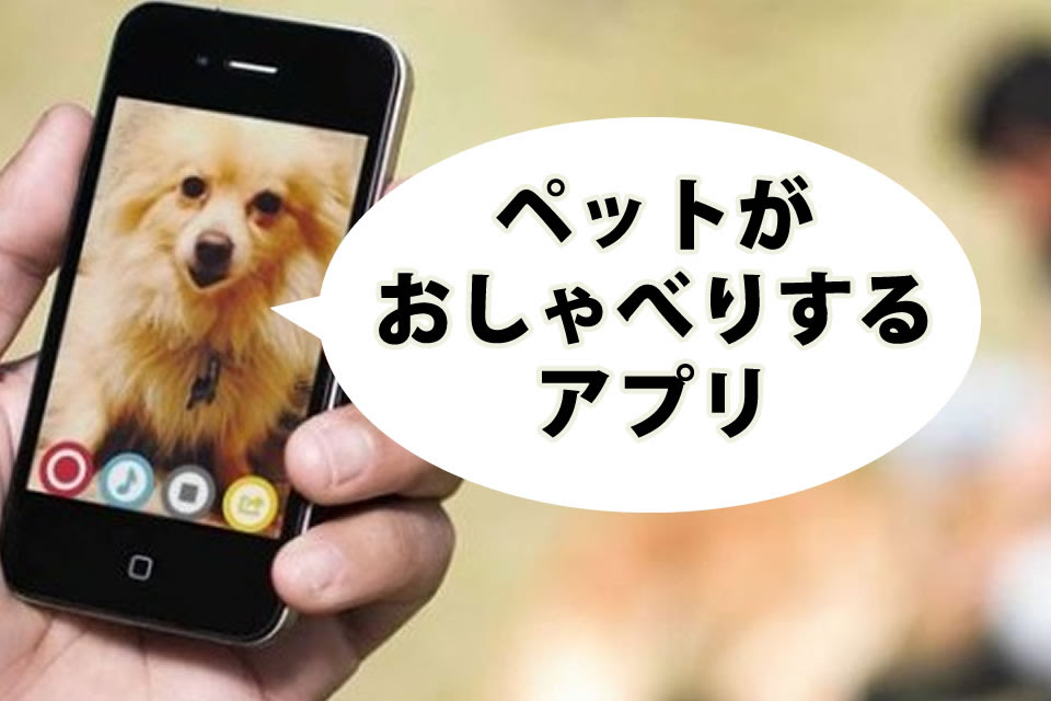 驚くばかり喋る 動物 アプリ 最高の動物画像