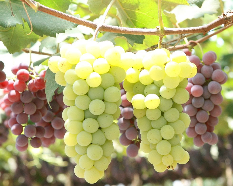 Resultado de imagem para uma bandeja de uvas imagens suculentas e saborosas