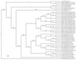 Thumbnail of Phylogenetic tree, based on a 330-bp amplicon of the Seoul virus (SEOV) RNA-dependent RNA polymerase gene, depicted in FigTree1.4.0 (http://www.molecularevolution.org/software/phylogenetics/figtree). The tree was generated by using the uncorrelated lognormal distribution relaxed molecular clock model and SRD06 substitution model in BEAST1.74 (7). SEOV strain name/GenBank accession no/country: The location is shown in taxa. The posterior number is shown for each branch. Clades A and 