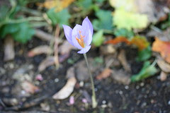 saffron crocus in the garden