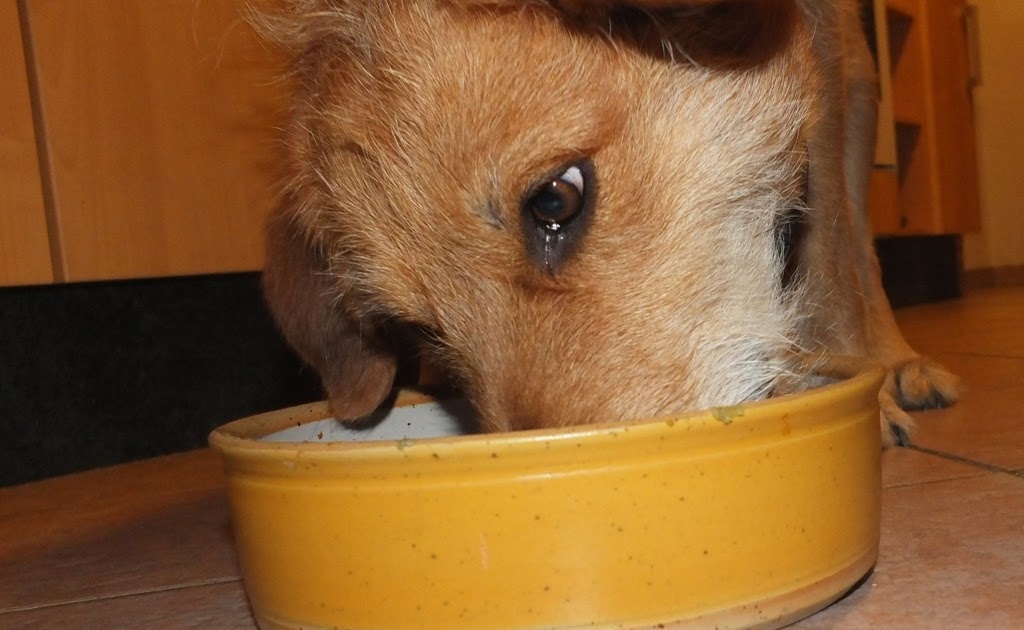 Bambus Giftig Für Hunde Leoniduboes