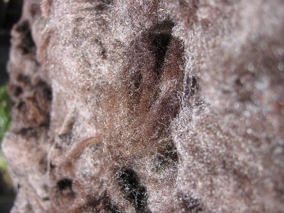 fleece2