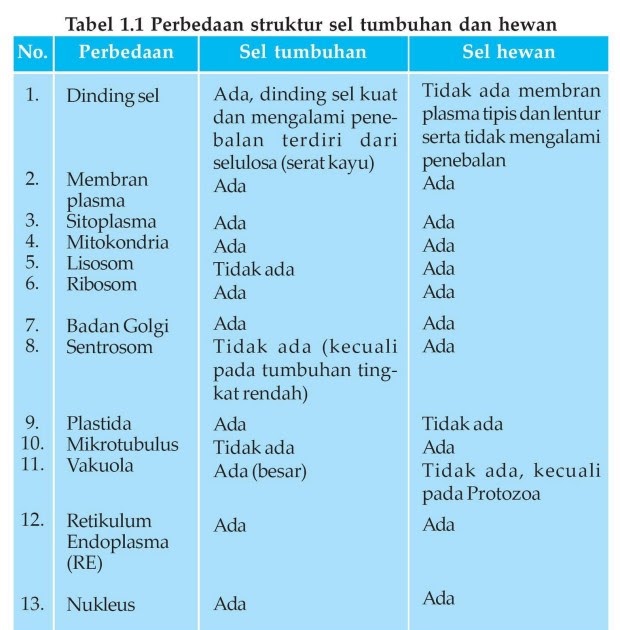 Struktur Sel  Gambar Perbedaan Sel  Hewan  Dan  Sel  Tumbuhan  