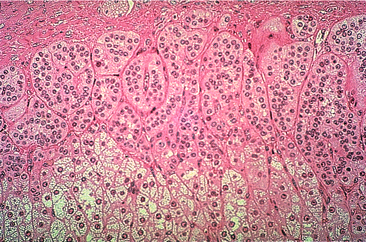 anatomyforme: Endocrine System Adrenal Gland