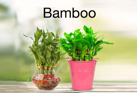 Indoor Garden Plants Online India