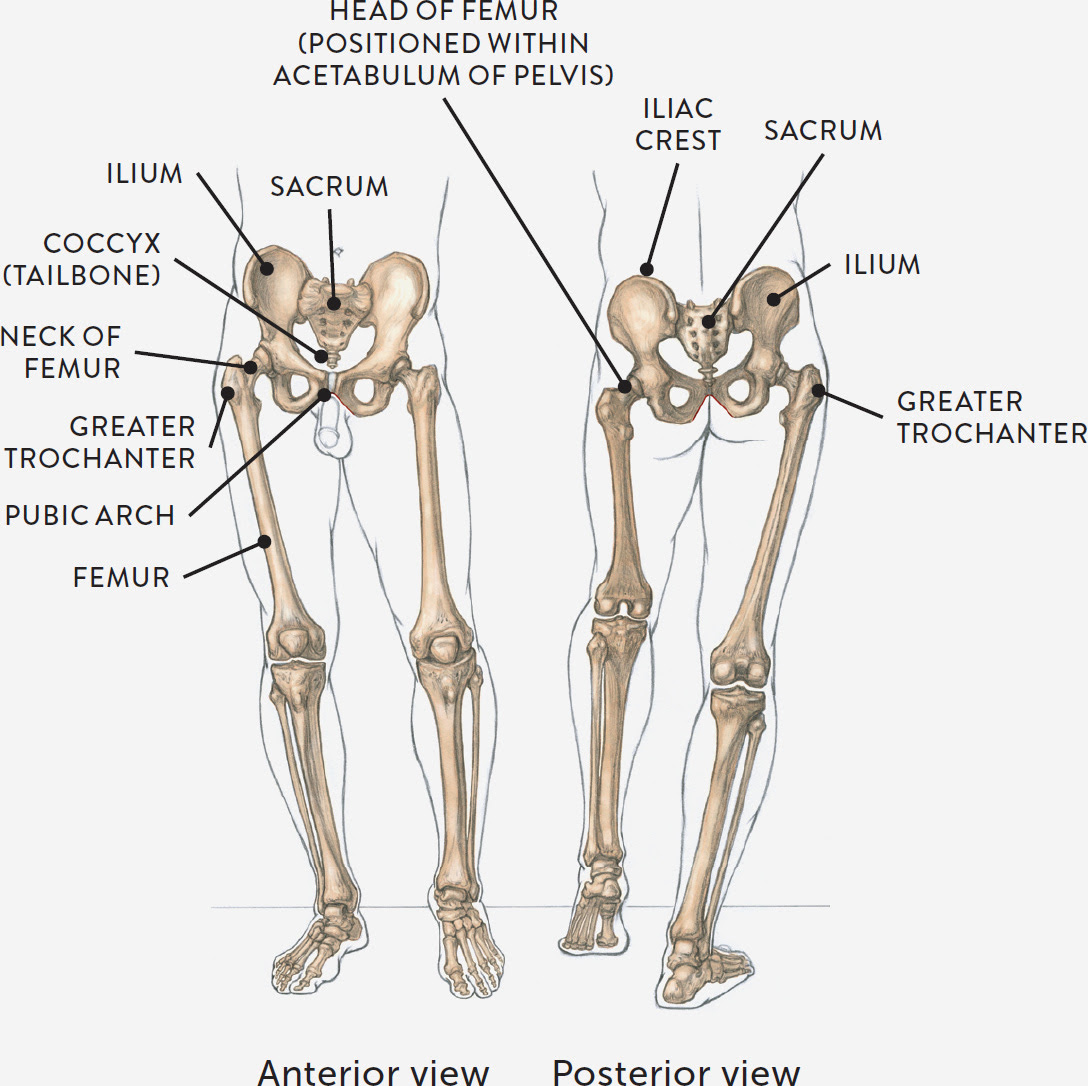 Leg Bones Diagram : -1 The bones in the foot: inferior view (Picture