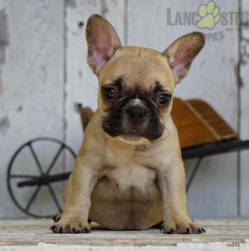 Image of French bulldog puppies in Georgia
