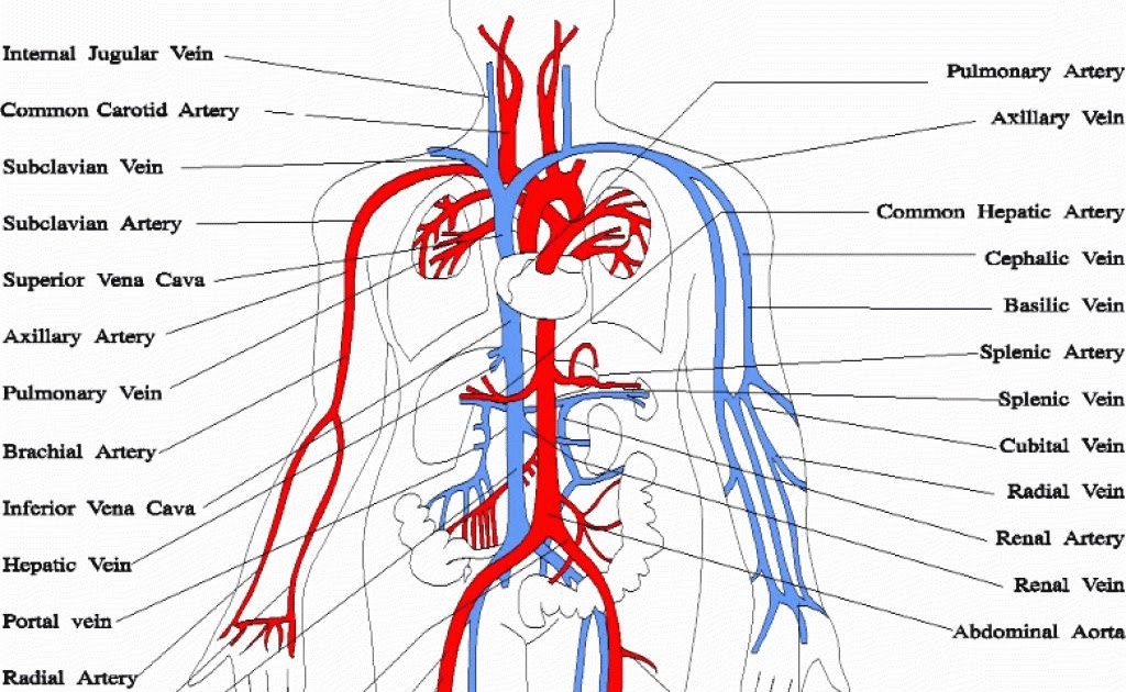 Anatomy Label Major Arteries And Veins / The Circulatory System Review