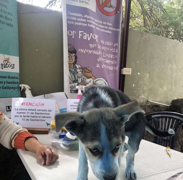 Un Chien Voit Il Les Couleurs Chien Nouvelles