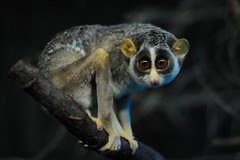 loris tardigradus