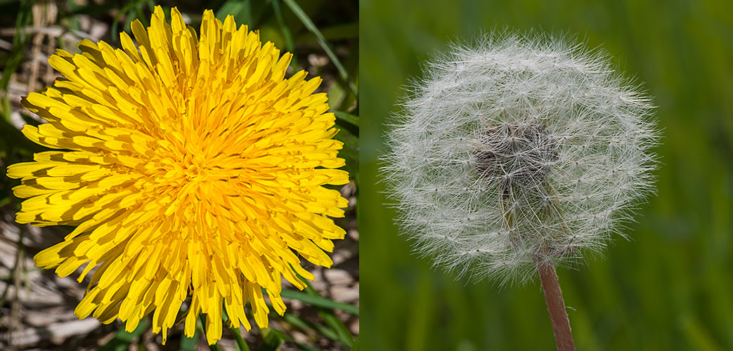 dandelion-chemical-structure