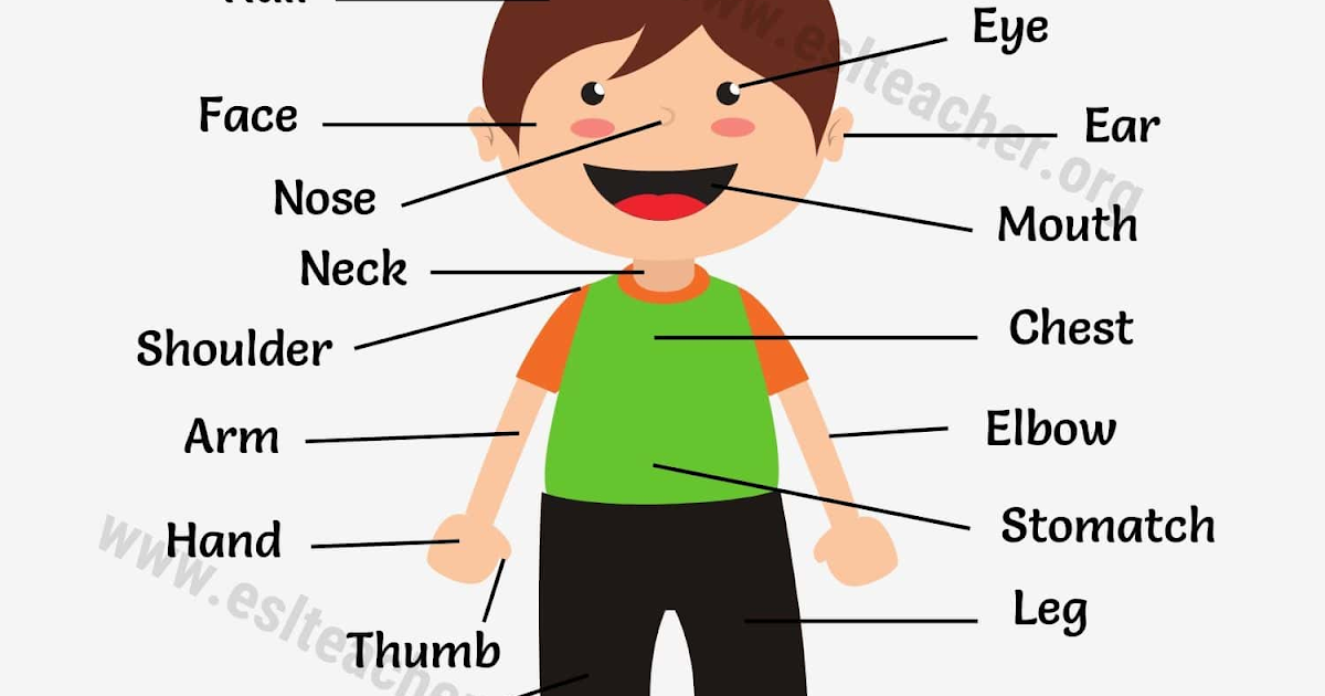 Back Side Body Parts In English / Human Body Parts Pictures with Names