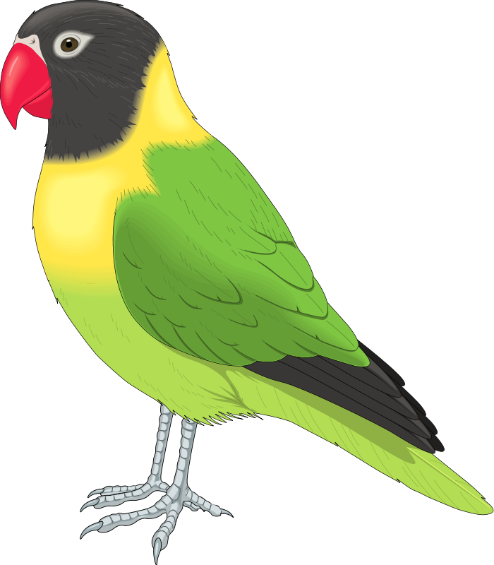 Gambar Kartun Burung Lovebird - Gambar Kartun