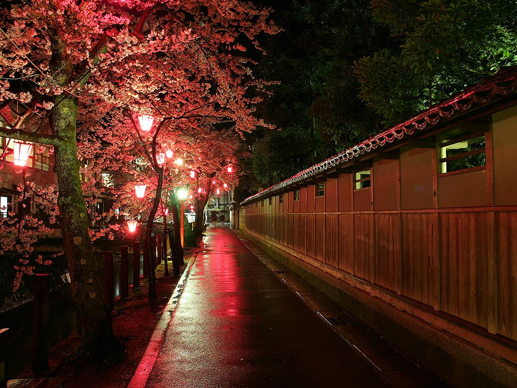 すべての花の画像 エレガント夜桜 壁紙