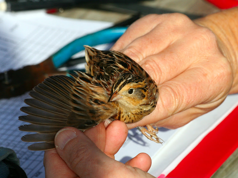 LeConte's Sparrow LeConte's Sparrow