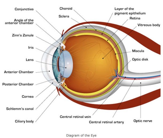 Parts Of The Outer Eye Diagram The Anatomy Stories