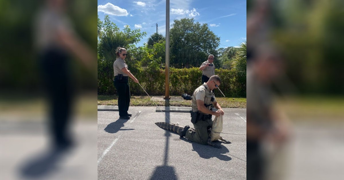 Alligator Chases People Through Wendys Parking Lot In Florida