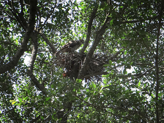 鳳頭蒼鷹/無限台南
