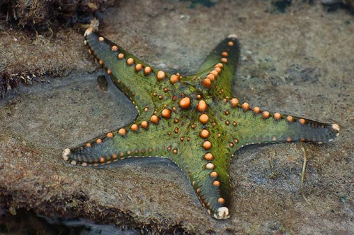 star_green&orange