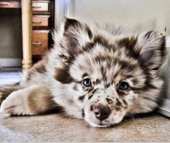 værktøj rolle voksenalderen Pomeranian Husky Mixed With Australian Shepherd - Pets Lovers