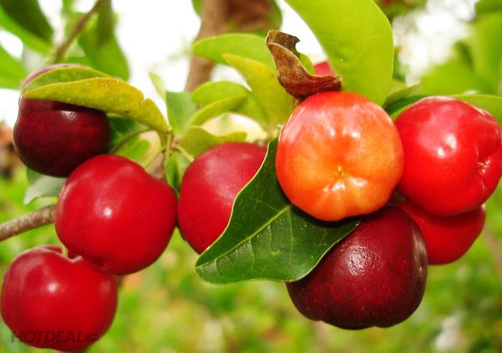VĂN NGHỆ: 5 loại trái cây đặc sản Tiền Giang