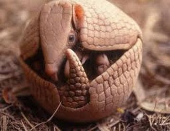 bicho rolando1