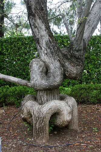 loopy tree