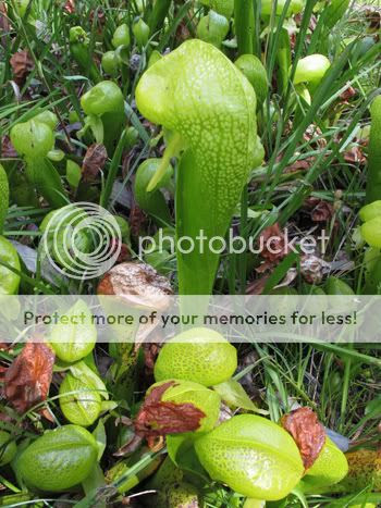 Cobra Lilies