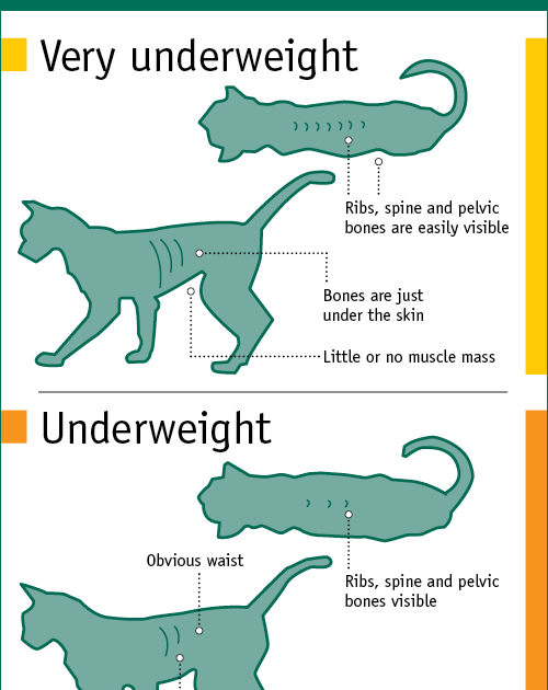 Ideal Cat Weight Chart