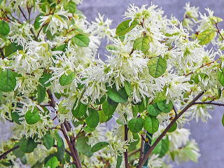 ラブリートキワマンサク 白 最高の花の画像