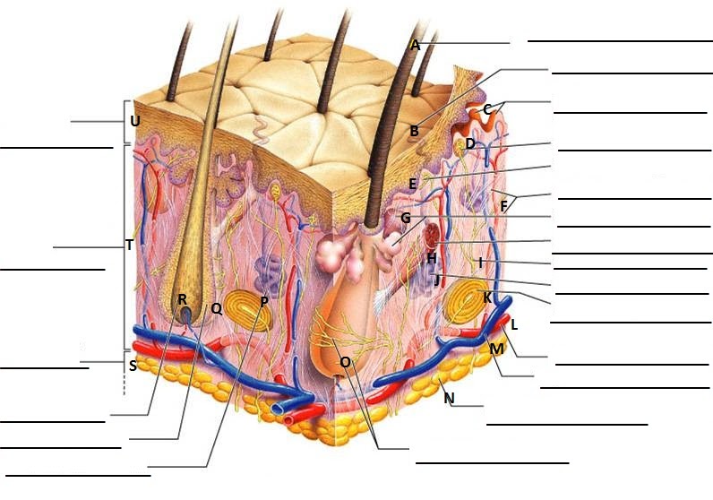 Labelled Pictures Of Human Skin : Skin Anatomy Labelled Stock