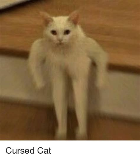 Featured image of post Funny Cursed Cat Memes