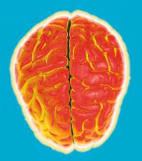Photograph of a stylized brain