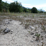 ALPES-DE-HAUTE-PROVENCE. Un plan d'action sécheresse mis en place