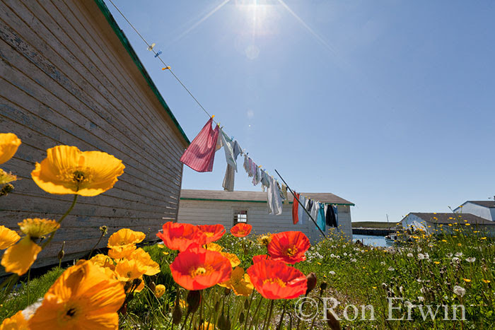  Clothesline and poppies