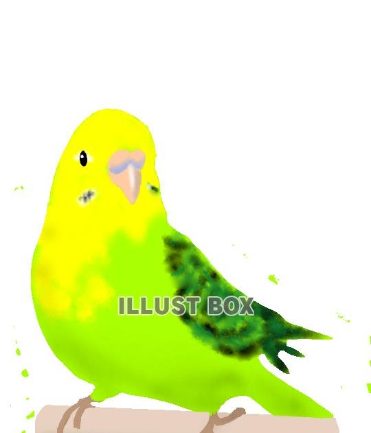 セキセイインコ イラスト 簡単 の最高のコレクション かわいい無料イラスト素材