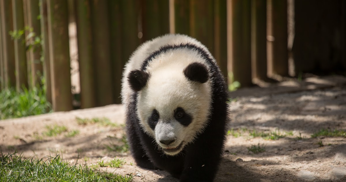 Cool Panda Wallpaper / Giant Panda Wallpapers, Pictures, Images - Jones