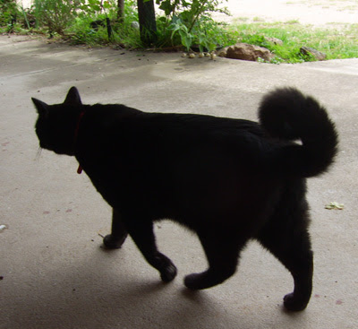 curltail