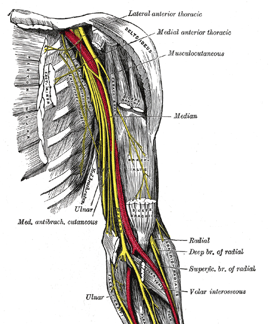 physiotherapy blogging: Long thoracic nerve injuries: new theories to