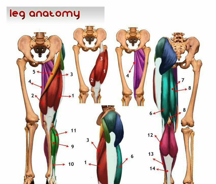 Anatomy Lower Body / Lower body anatomy, artwork Stock Illustration