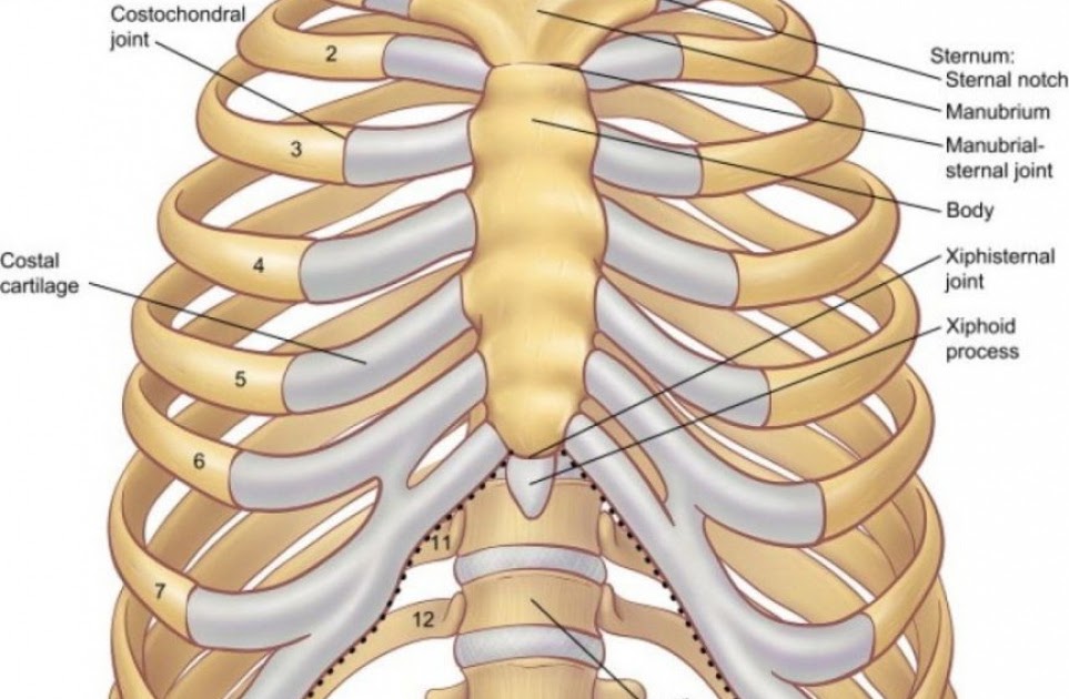 Diagram Rib Cage With Organs Anatomy Under Ribs Human Body Anatomy