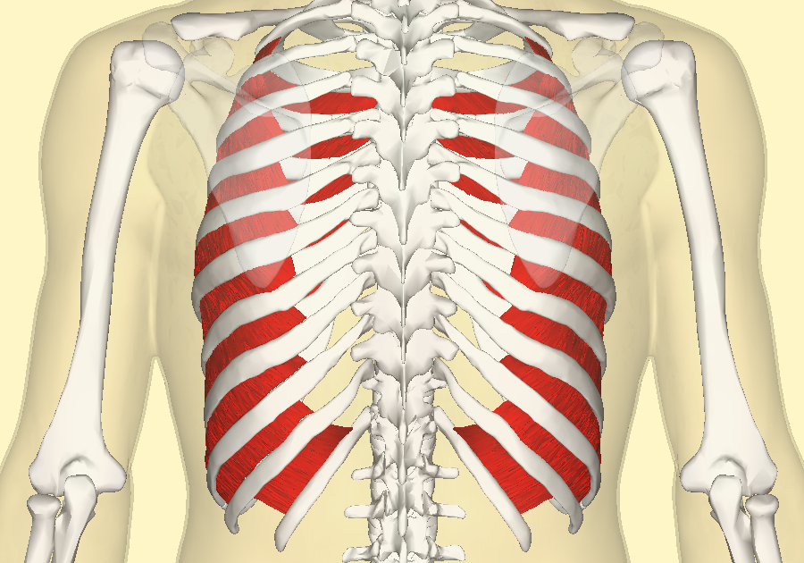 Rib Cage Muscles Thoracic Muscles Attachments Actions Teachmeanatomy